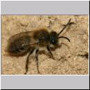 Colletes cunicularius - Weiden-Seidenbiene 09.jpg